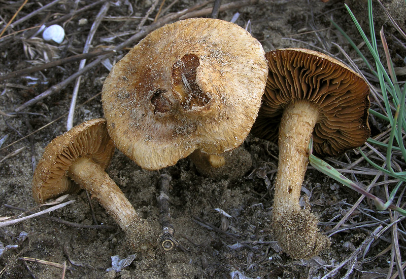 Inocybe fuscomarginata